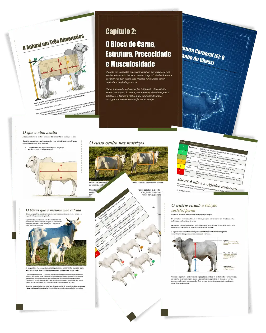 Exemplo de páginas do Capítulo 2
