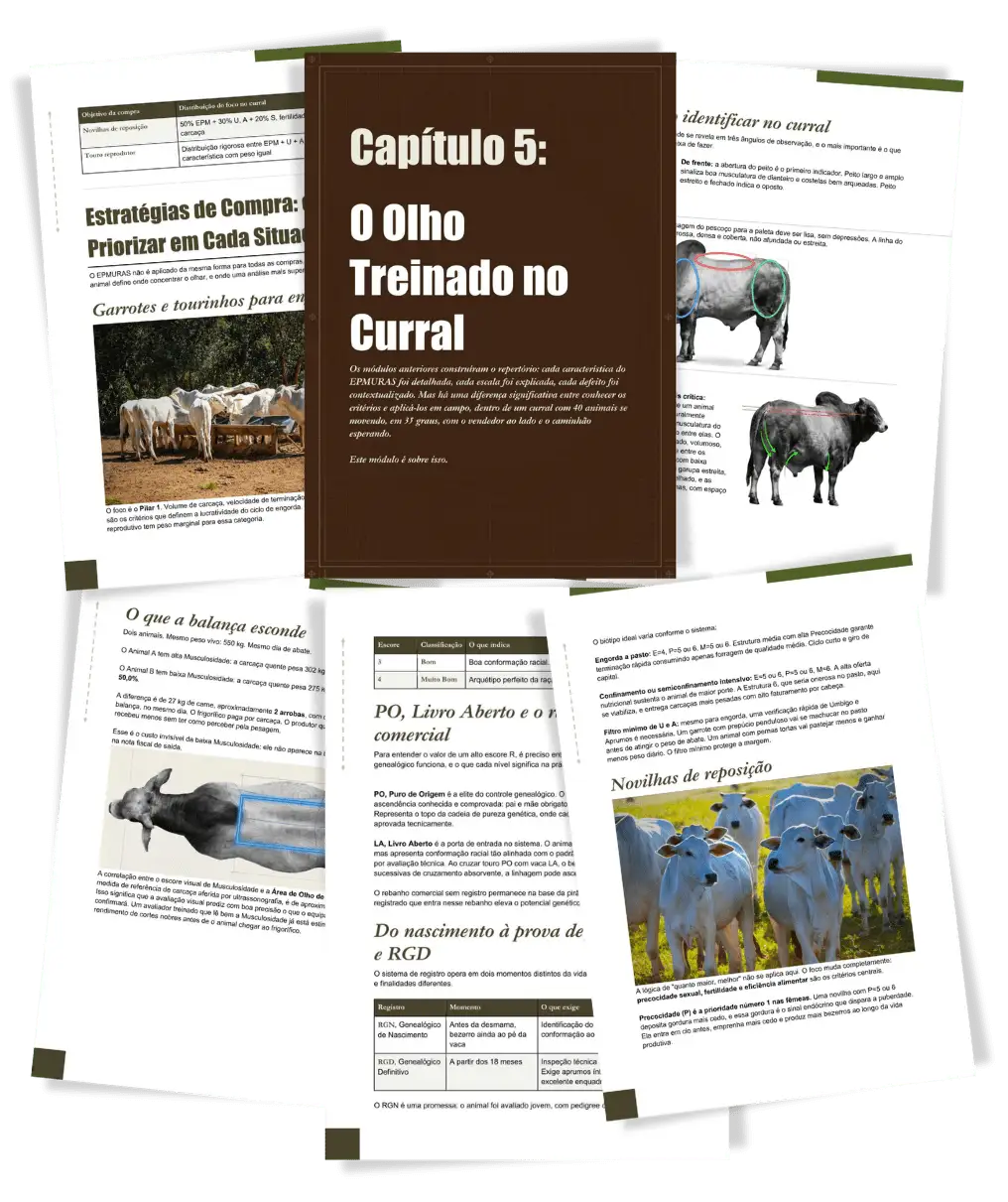 Exemplo de páginas do Capítulo 5