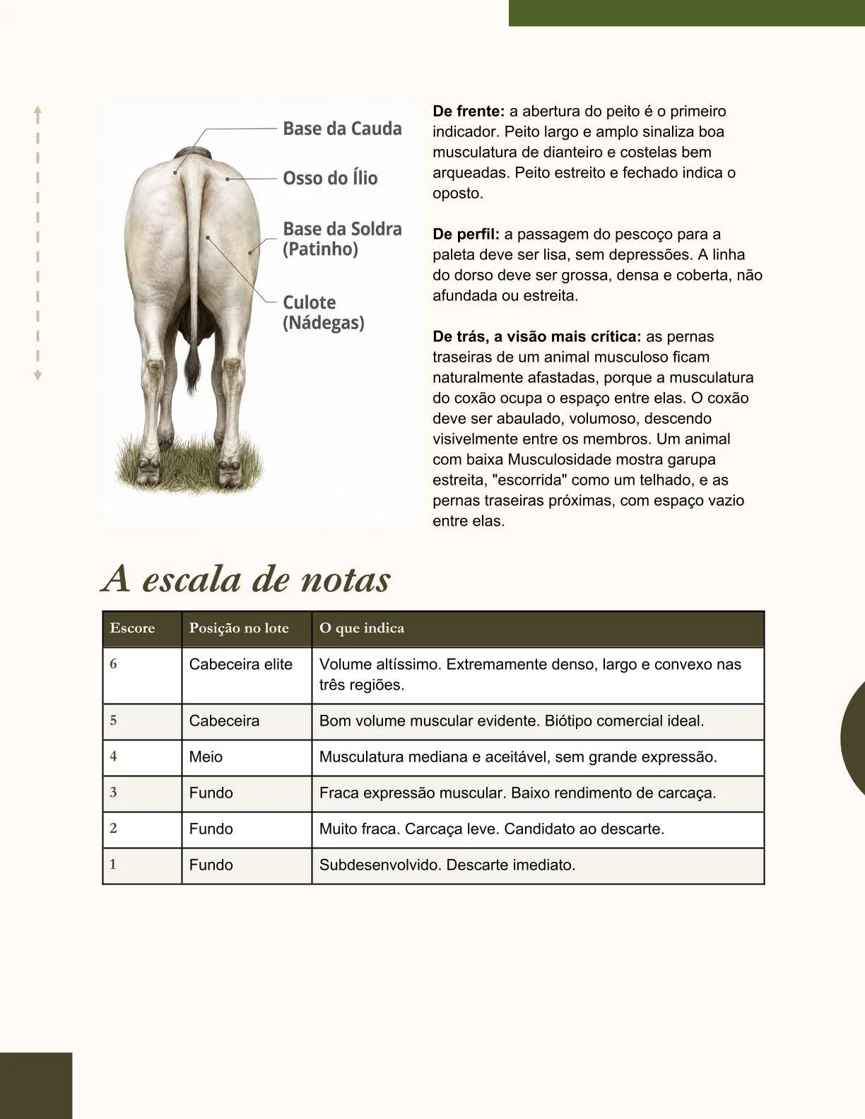 Exemplo de página do ebook
